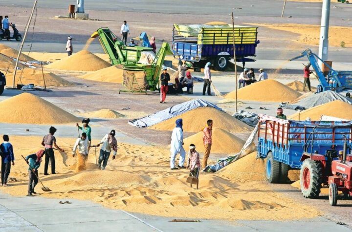 దండిగా గోధుమల నిల్వలు… దిగుమతుల ఆలోచనే లేదు