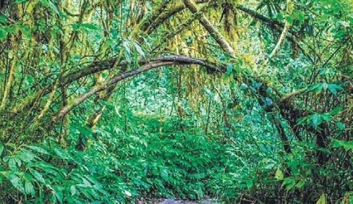 అడవుల పెంపులో అగ్రగామిగా తెలుగు రాష్ట్రాలు