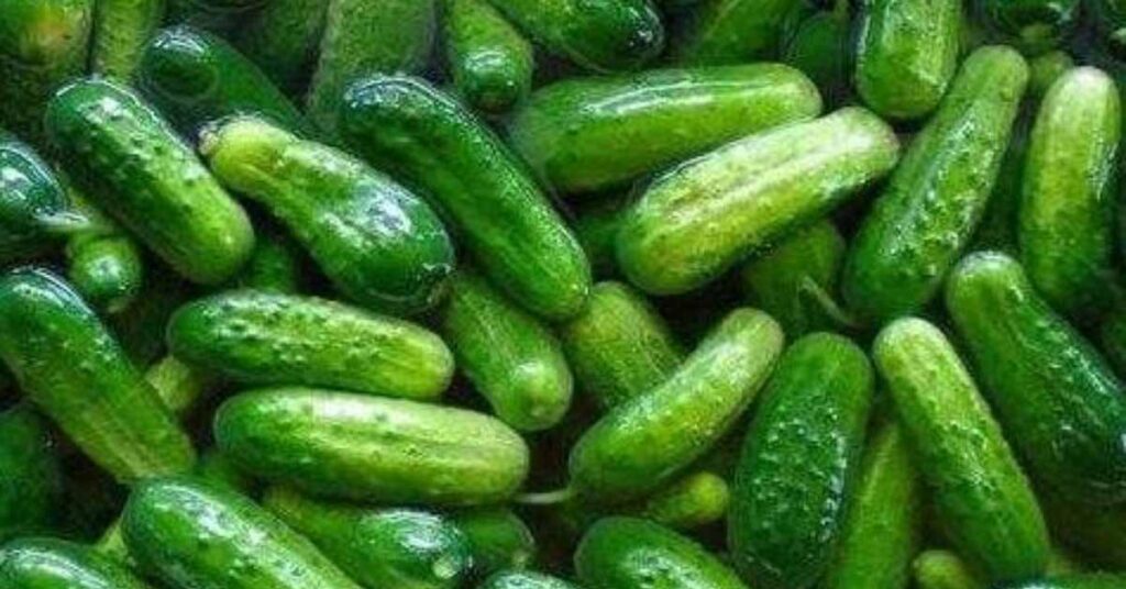 దోస, కీరదోస ఎగుమతుల్లో అగ్రగామి భారత్
