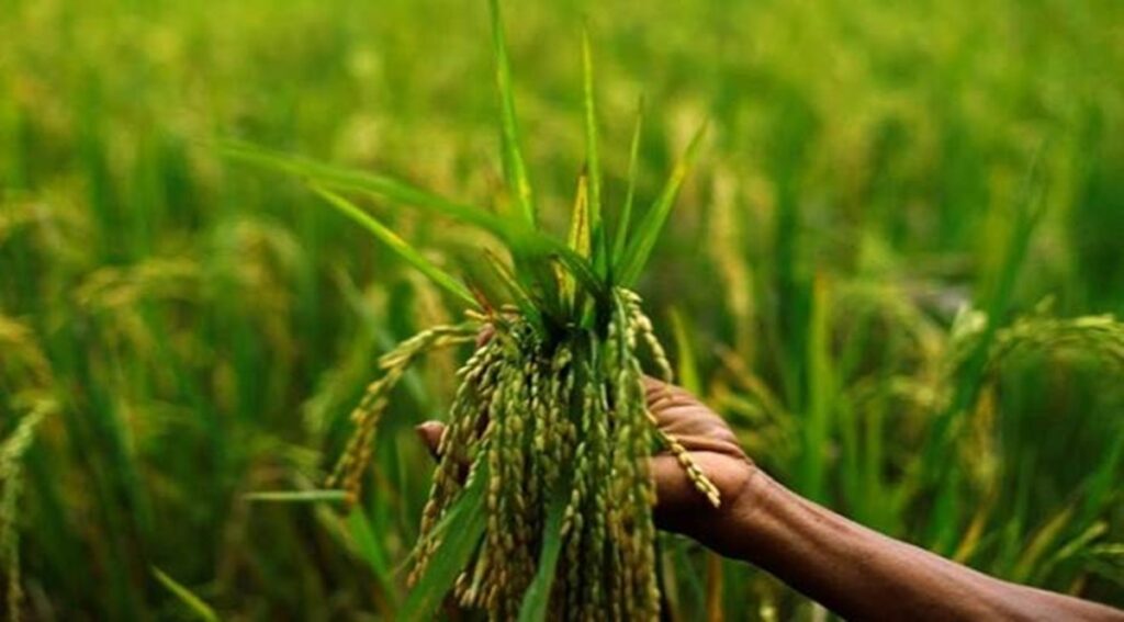 ఖరీఫ్ పంటలకు కనీస మద్దతు ధర 5 నుంచి 20 శాతం పెంపు