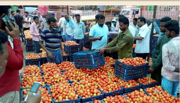 మదనపల్లిలోదిగొస్తున్న టమోటా ధరలు