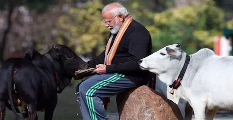 పుంగనూరు ఆవుల్ని పెంచుకుంటున్న మోదీ పుంగనూరు ఆవుల్ని పెంచుకుంటున్న మోదీ