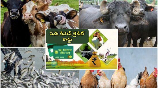 పశు కిసాన్ క్రెడిట్ కార్డుతో 4% వడ్డీకి రూ.3 లక్షల