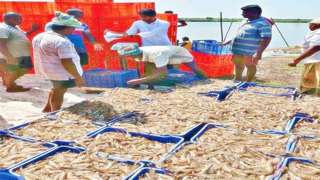 ట్రంప్ సుంకాలతో ఏపీలో ఆక్వా రంగం కుదేలు ట్రంప్ సుంకాలతో ఏపీలో ఆక్వా రంగం కుదేలు
