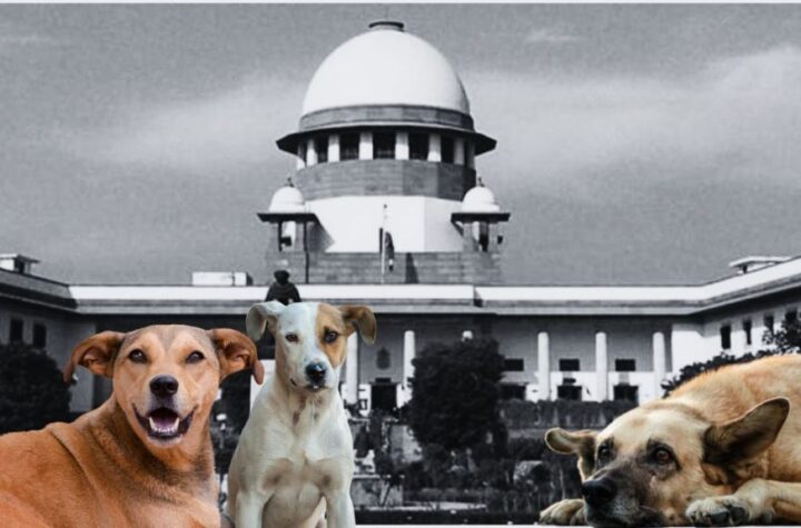 వీధి కుక్కలను టీకాలు వేసిన తర్వాత విడిచిపెట్టాలి