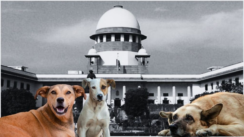 వీధి కుక్కలను టీకాలు వేసిన తర్వాత విడిచిపెట్టాలి వీధి కుక్కలను టీకాలు వేసిన తర్వాత విడిచిపెట్టాలి