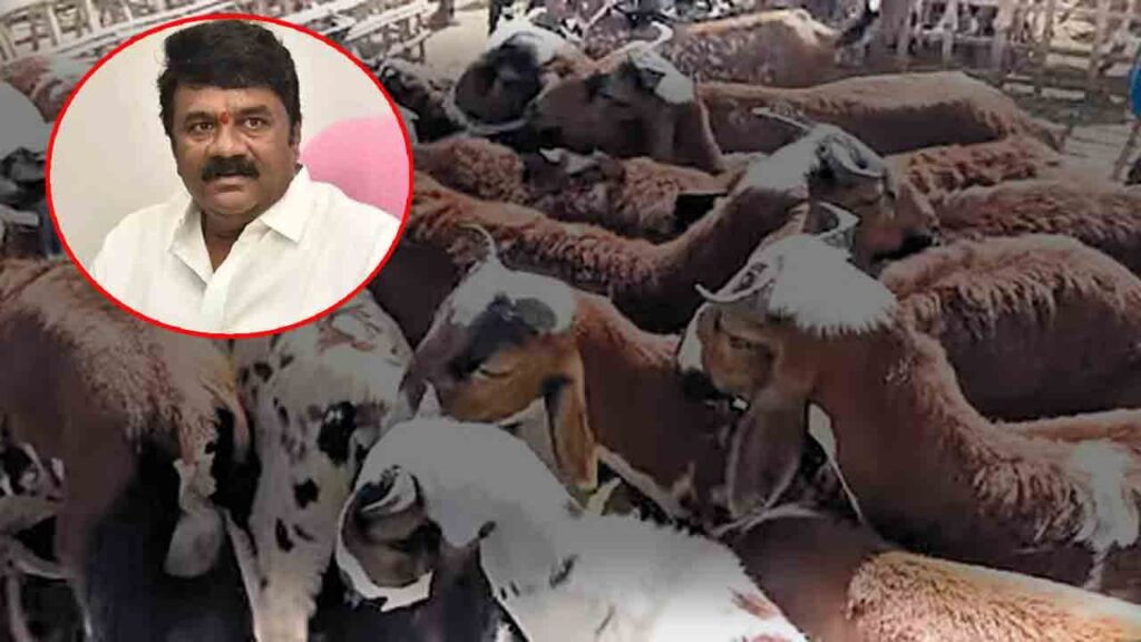 గొర్రెల పంపిణీలో రూ.వెయ్యి కోట్లపైనే అక్రమాలు గొర్రెల పంపిణీలో రూ.వెయ్యి కోట్లపైనే అక్రమాలు