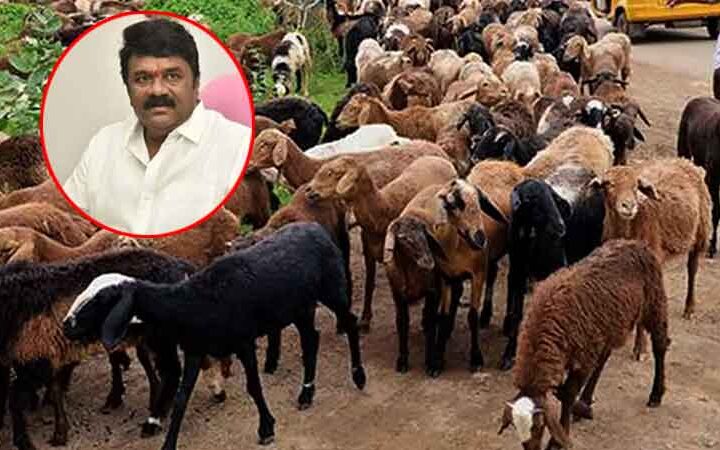 గొర్రెల కుంభకోణంలో మాజీ మంత్రి తలసాని పాత్రపై ఈడీ ఆరా