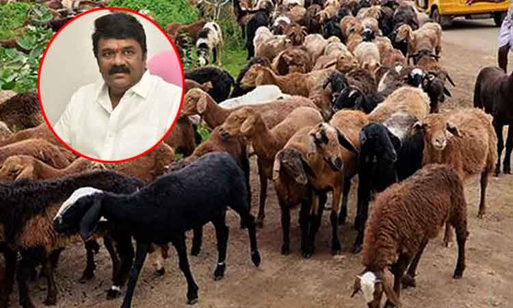 గొర్రెల కుంభకోణంలో మాజీ మంత్రి తలసాని పాత్రపై ఈడీ ఆరా గొర్రెల కుంభకోణంలో మాజీ మంత్రి తలసాని పాత్రపై ఈడీ ఆరా