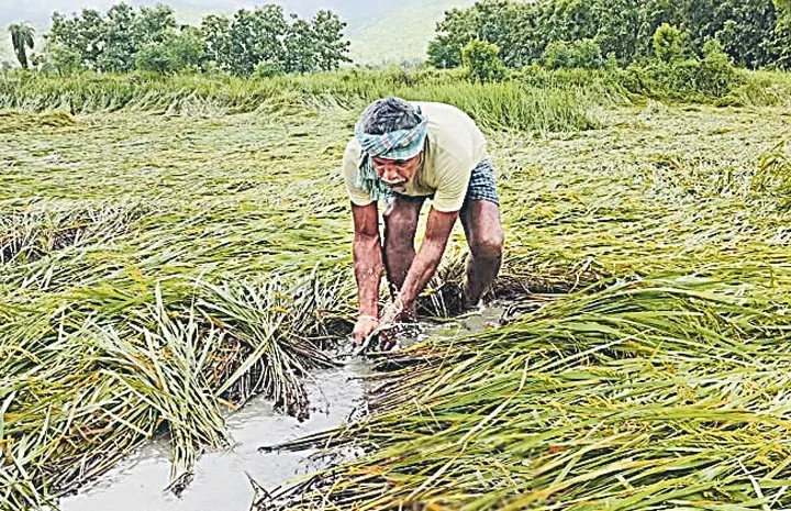 మొంథా తుఫాన్ బాధిత రైతులకు పంటల  భీమా ప్రశ్నార్ధకం!