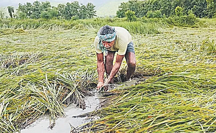 మొంథా తుఫాన్ బాధిత రైతులకు పంటల  భీమా ప్రశ్నార్ధకం!