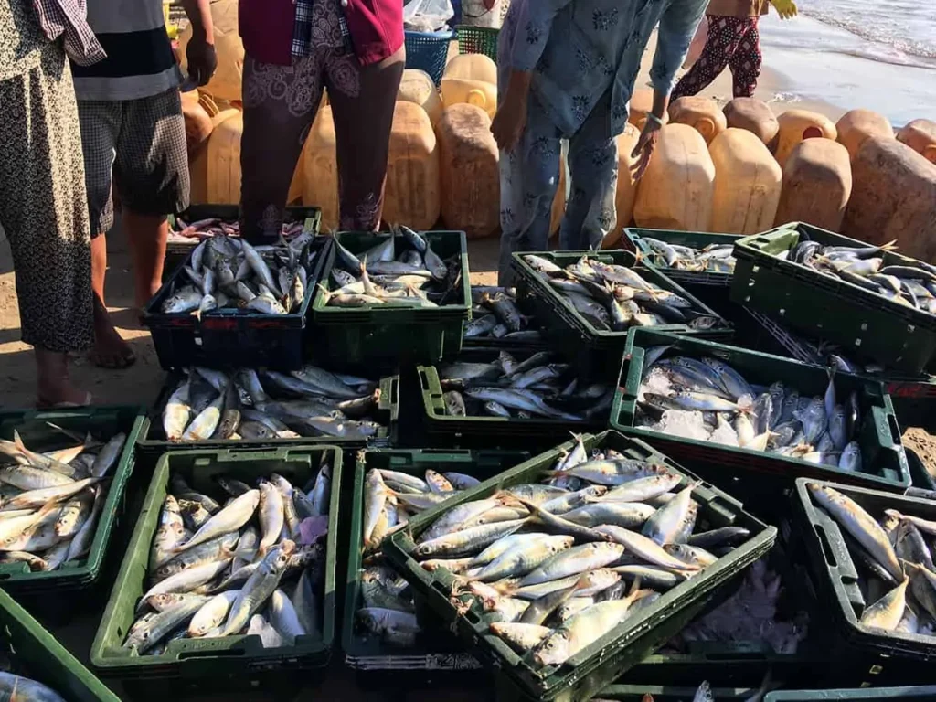 తెలంగాణలో అంతర్జాతీయ చేపల ఎగుమతి కేంద్రం