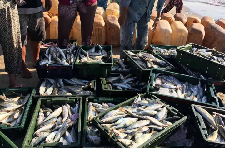 తెలంగాణలో అంతర్జాతీయ చేపల ఎగుమతి కేంద్రం