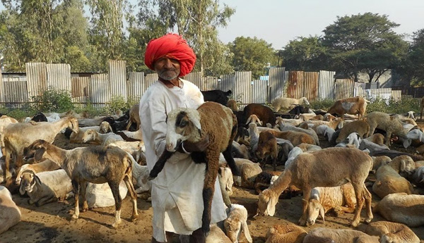 దేశంలో తొలిసారిగా సంచార పశు పోషకుల గుర్తింపు 