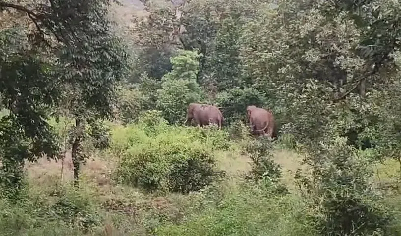 జార్ఖండ్‌లో ఏనుగు బీభ‌త్సం.. 22 మంది మృతి