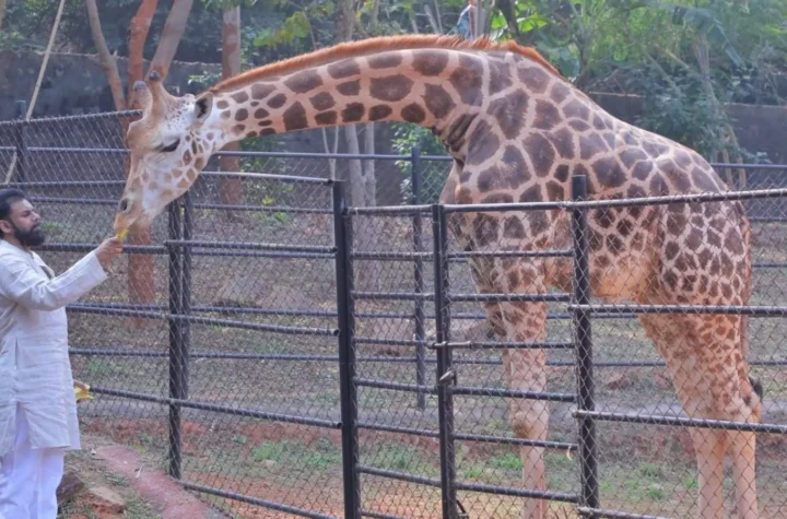 జిరాఫీలను దత్తత తీసుకున్న పవన్ కల్యాణ్