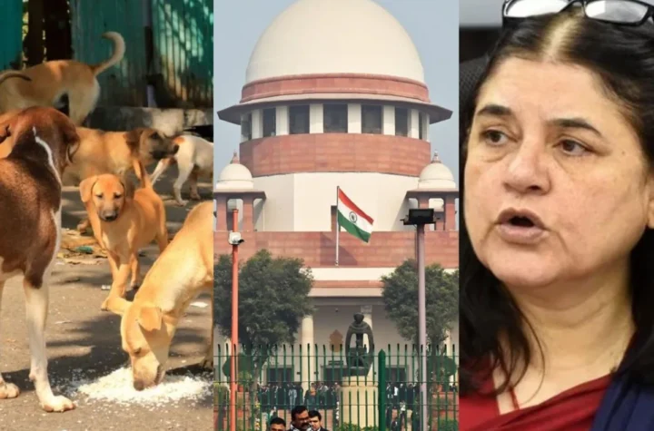 వీధి కుక్కల విషయంలో మేనకా గాంధీది కోర్టు ధిక్కారమే