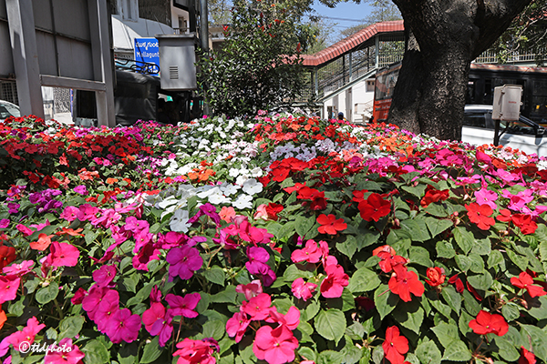 తిరుమల శ్రీవారి సేవలో పరిమళిస్తున్న పుష్పాలు