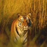 పర్యావరణ మార్పులతో భిన్నంగా ప్రవర్తిస్తున్న పులులు