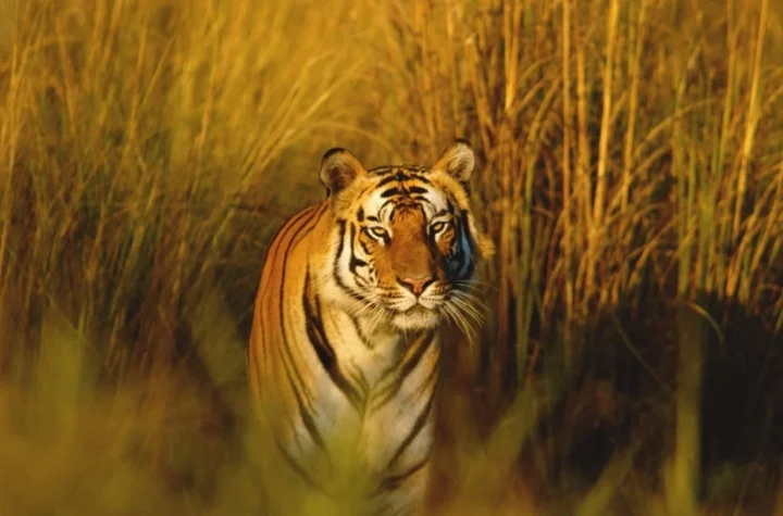 పర్యావరణ మార్పులతో భిన్నంగా ప్రవర్తిస్తున్న పులులు