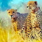 కూనో నేషనల్ పార్క్‌కు మరో 9 చీతాలు