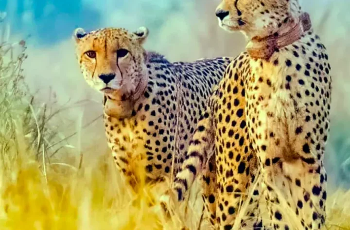 కూనో నేషనల్ పార్క్‌కు మరో 9 చీతాలు