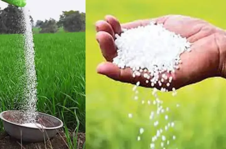 యుద్ధంతో నాల్గవ వంతు పడిపోయిన ఎరువుల ఉత్పత్తి