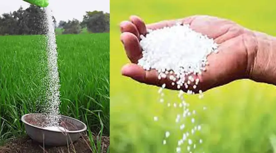 యుద్ధంతో నాల్గవ వంతు పడిపోయిన ఎరువుల ఉత్పత్తి