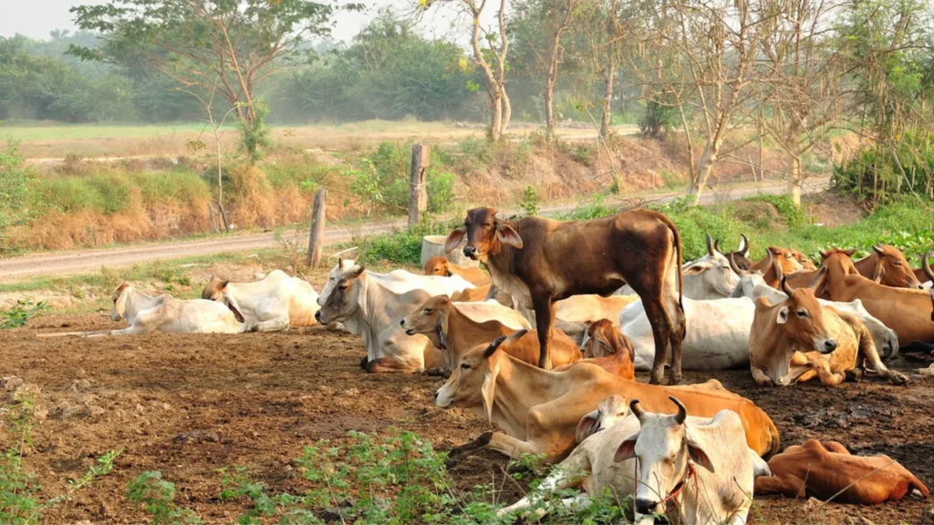 పశ్చిమ బెంగాల్‌లో జంతు వధపై కఠిన నిబంధనలు