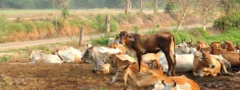 పశ్చిమ బెంగాల్‌లో జంతు వధపై కఠిన నిబంధనలు