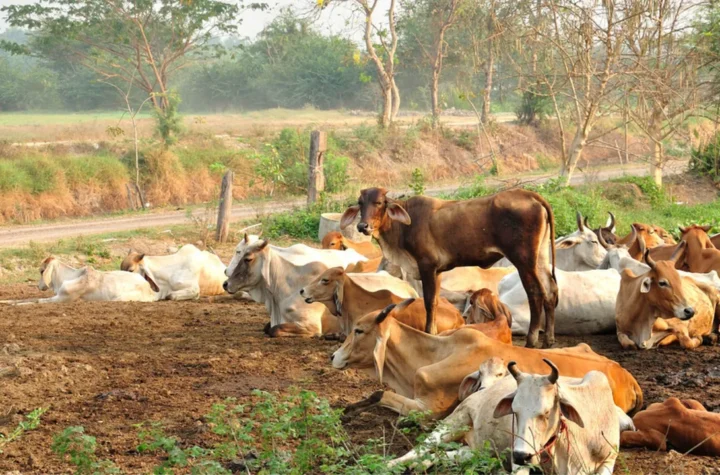 పశ్చిమ బెంగాల్‌లో జంతు వధపై కఠిన నిబంధనలు