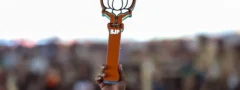 పంజాబ్ మున్సిపల్ ఎన్నికల్లో బలం పెంచుకున్న బీజేపీ
