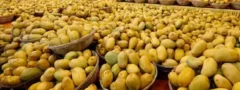 భారత మామిడిపండ్లపై జపాన్‌లో నిషేధం!