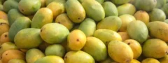 దారుణంగా పడిపోయిన మామిడి పండ్ల ధరలు