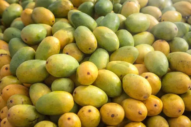 దారుణంగా పడిపోయిన మామిడి పండ్ల ధరలు