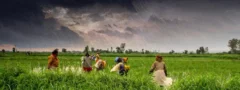 వ్యవసాయ ఉత్పత్తిపై ఎల్ నినోతీవ్ర ప్రభావం!
