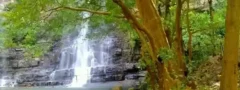 నల్లమల టైగర్ రిజర్వ్ లో 3 నెలలు ప్రవేశం లేదు