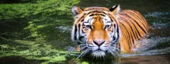 ప్రపంచంలో 70 శాతం పులులు భారత్ లోనే
