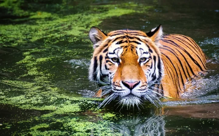 ప్రపంచంలో 70 శాతం పులులు భారత్ లోనే