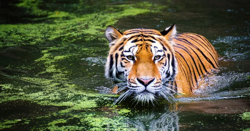 ప్రపంచంలో 70 శాతం పులులు భారత్ లోనే